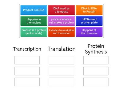 Protein Synthesis