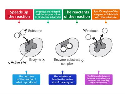 Enzymes 