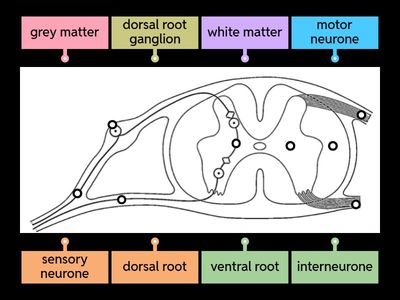 16.1 Structure of spinal cord