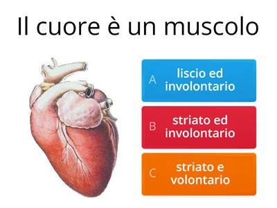 Il sistema muscolare