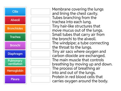 Respiratory System