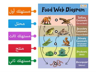 الشبكة الغذائية