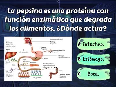 Funciones de las proteínas. 