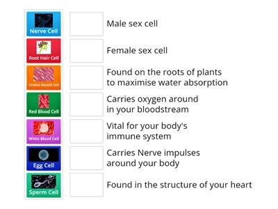 Specialised Cells