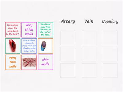 S2 Science - Blood Vessels