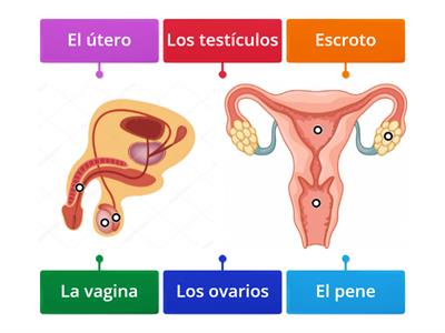 EL SISTEMA REPRODUCTOR 4to grado