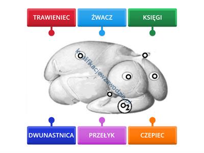 BUDOWA ŻOŁĄDKA KROWY