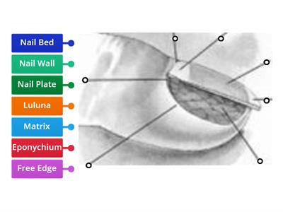 Structure of the Nail 