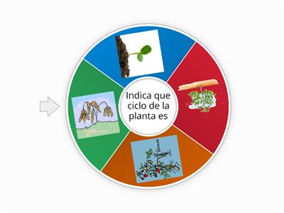 CICLO DE VIDA DE LAS PLANTAS