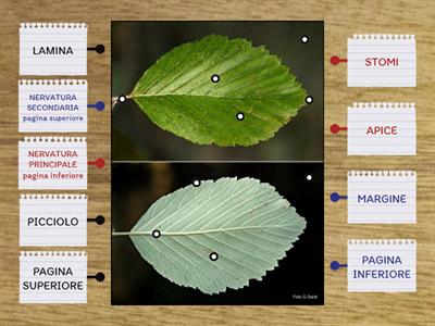 RICONOSCI LE PARTI DELLA FOGLIA