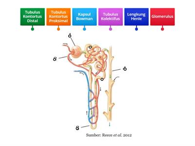 Kuis Organ Ekskresi Ginjal