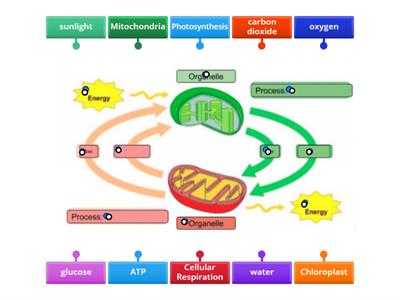 MooreBio Photosynthesis and Cellular Respiration