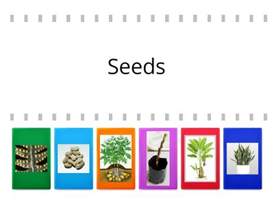 Ways of Reproduction in Plants