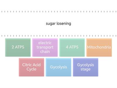 Cellular Respiration