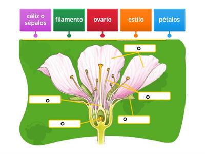 Partes de la flor. FEDERAL 1