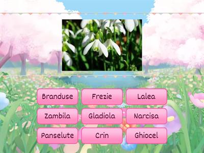 Flori de primavara - Grupa Mijlocie