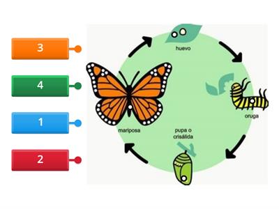 Ciclo de vida mariposa.