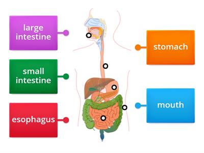 Digestive System