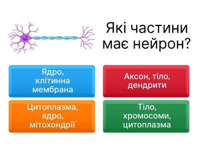 Будова нервової системи людини