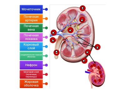 Строение почки (анатомия человека)