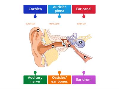 Parts of the Ear