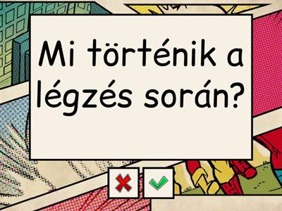 Emberi test - légzés szervrendszere