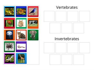 Vertebrates and Invertebrates