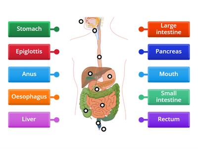 Digestive system