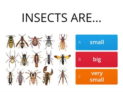 INSECTS