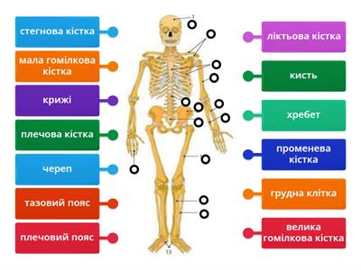 Скелет людини