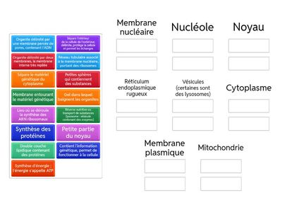Les Cellules Ultrastructure Organites