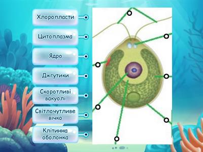 Будова хламідомонади