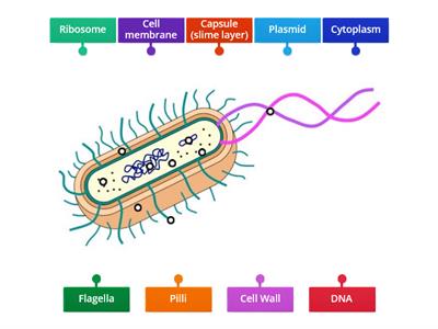 Bacteria Structure