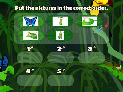 5th Grade-Life Cycle of a Butterfly