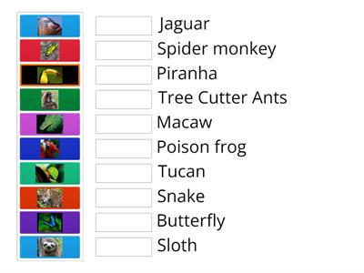 Rainforest animals