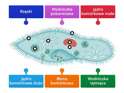 Budowa pantofelka