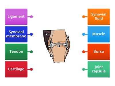 L3 SES Synovial joint (Generic)
