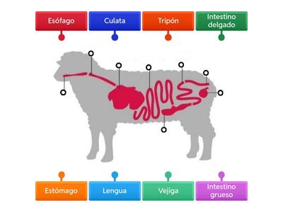 Órganos Digestivos del Ovino