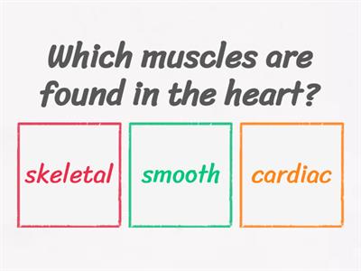 Muscles and Nervous System