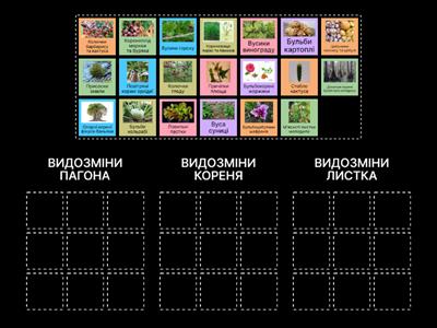 ВИДОЗМІНИ КОРЕНЯ, ПАГОНА , ЛИСТКА