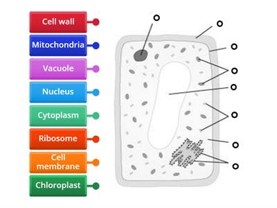 Plant cell labelling task