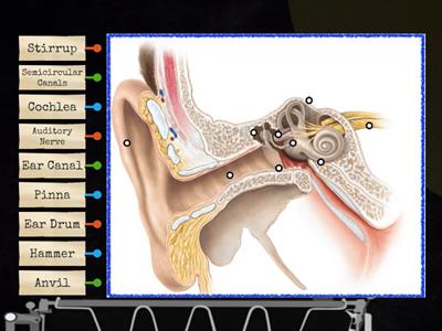 Label the Ear Parts