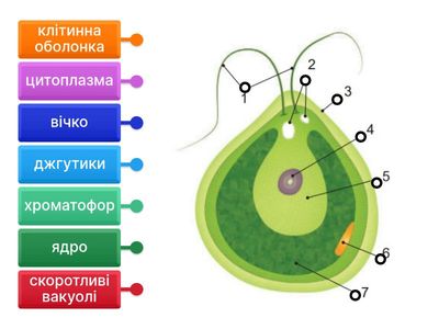 Завдання № 1 до ЛАБОРАТОРНОЇ РОБОТИ 4. Пристосування зелених водоростей до життя у воді (Будова хламідоманади)