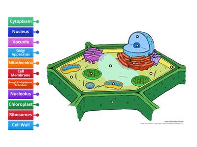 Plant Cell - Label Organelles