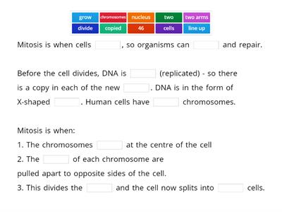 B2.1 Mitosis