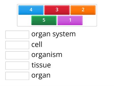 Levels of Organization