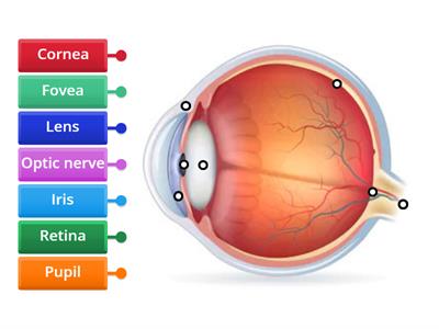 Sense of Sight.Parts of eye