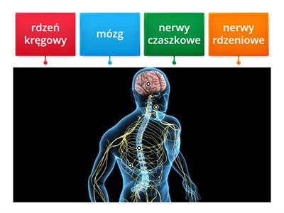 kl 7 -  układ nerwowy - budowa