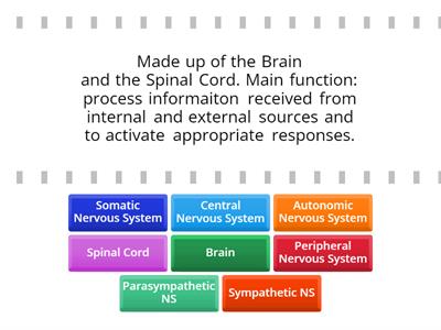 The Human Nervous System