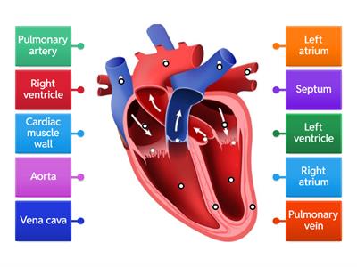 Year 7 Heart labelling diagram